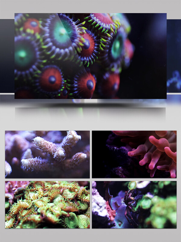 4K神秘的海底世界珊瑚植物展示