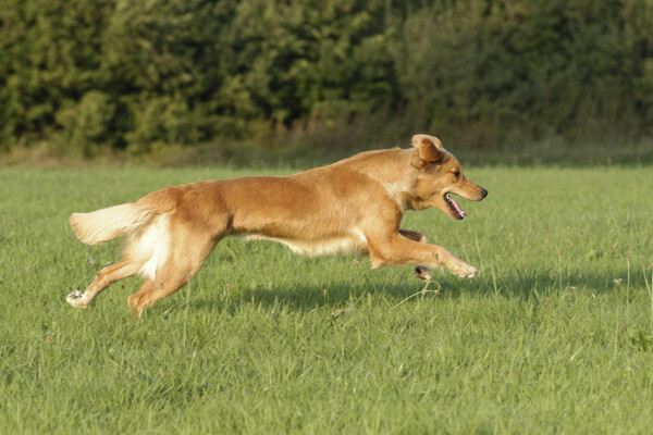 在草地上奔跑的狗