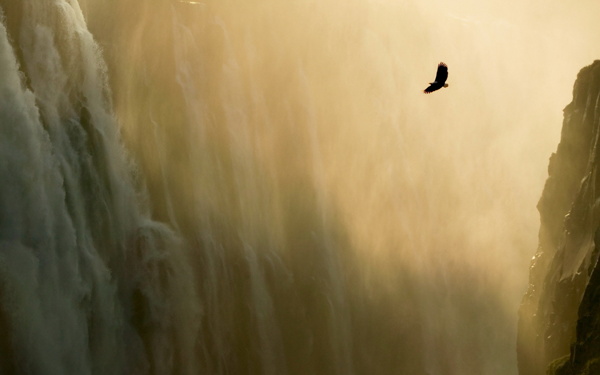 峡谷中的鹰图片
