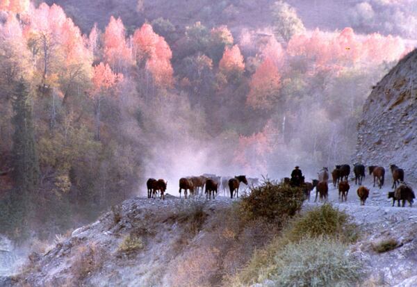 山林中的马群