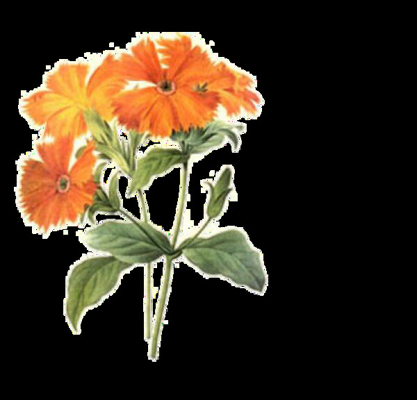 美丽橙色手绘菊花装饰元素