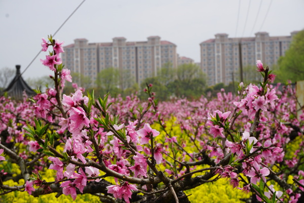 上海南汇桃花村