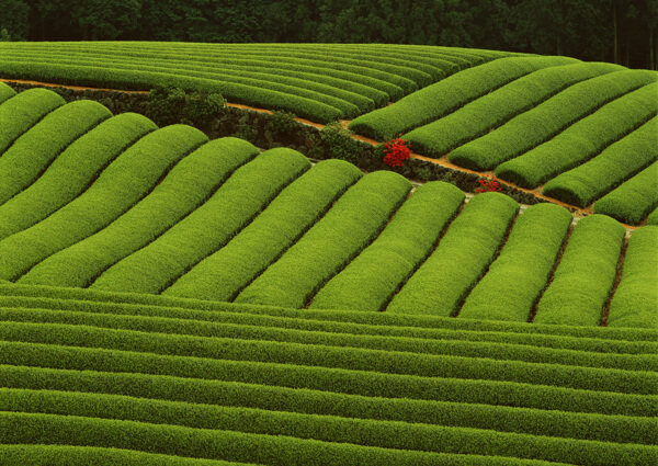 茶场茶叶茶园