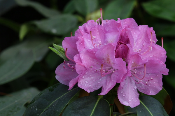 高山杜鹃花