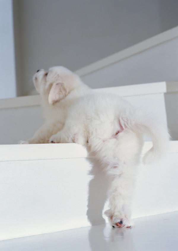 上楼梯的白色小狗图片
