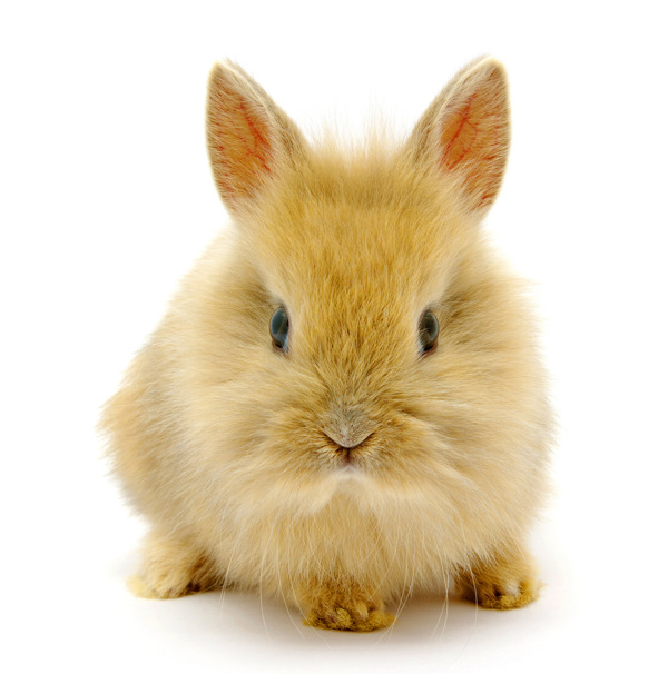 可爱橙色毛兔子图片素材