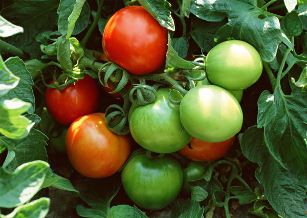 未成熟的番茄图片