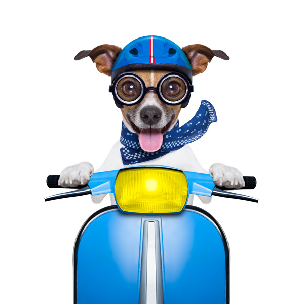 骑摩托车的狗图片