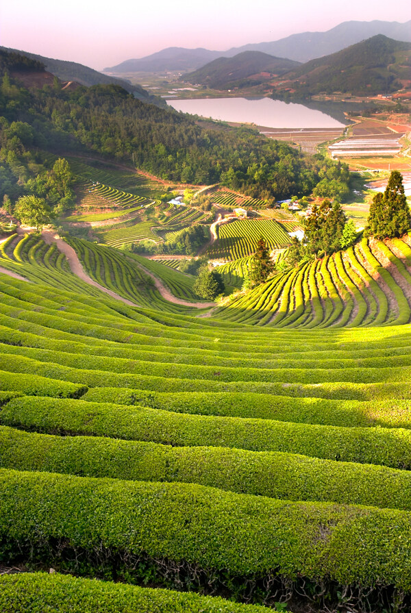 江南丘陵茶园图片