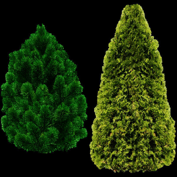 两棵圣诞树免抠png透明图层素材
