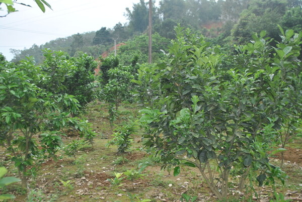 化橘红种植基地图片