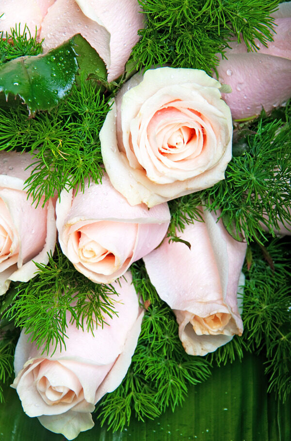 粉红玫瑰的花束