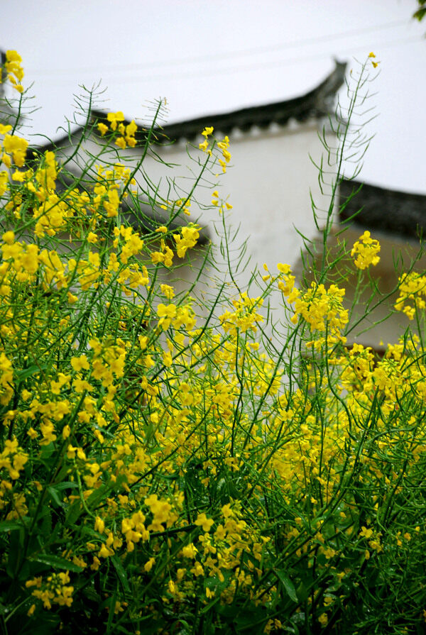 油菜花美景图片