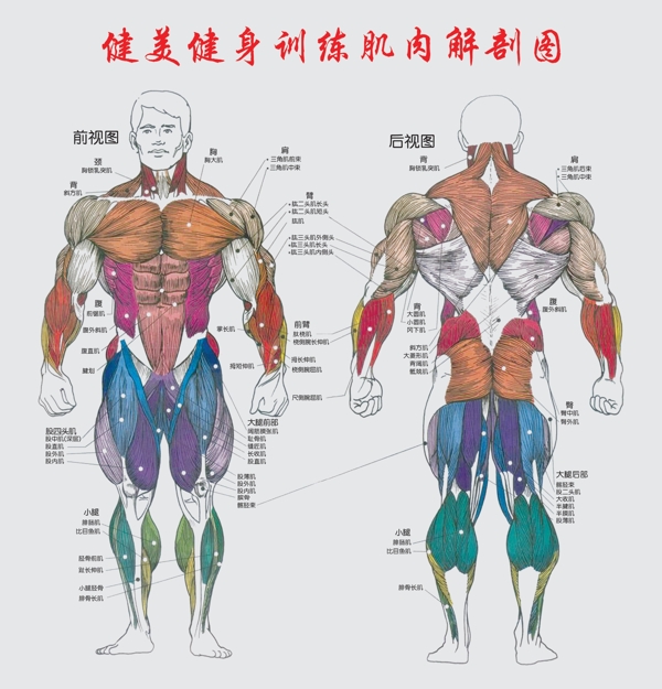 健美健身训练肌肉解剖图