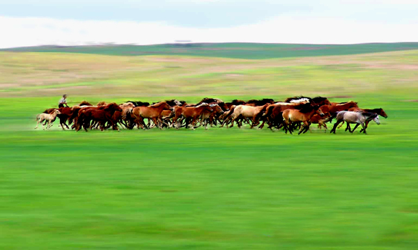 科尔沁草原马群图片