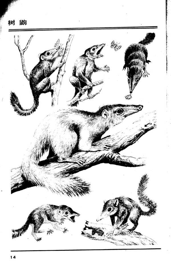 画兽图14树鼠句图片
