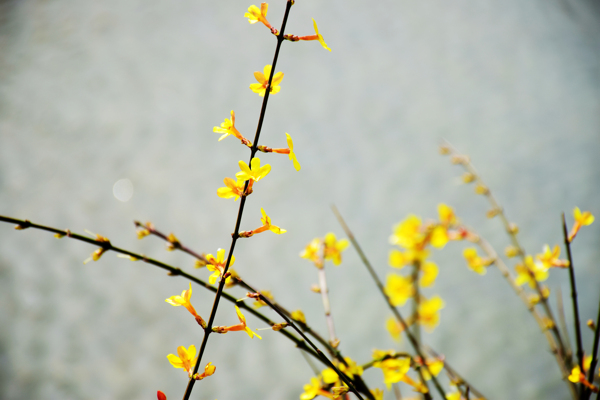 迎春花图片