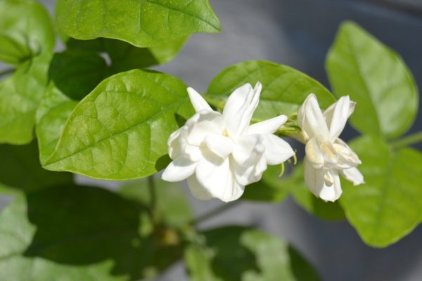 茉莉花图片