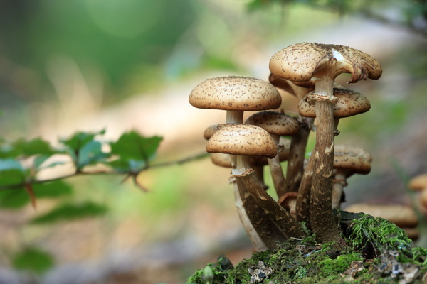 森林野生蘑菇图片
