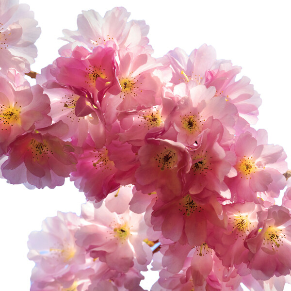 美丽盛开的樱花图片