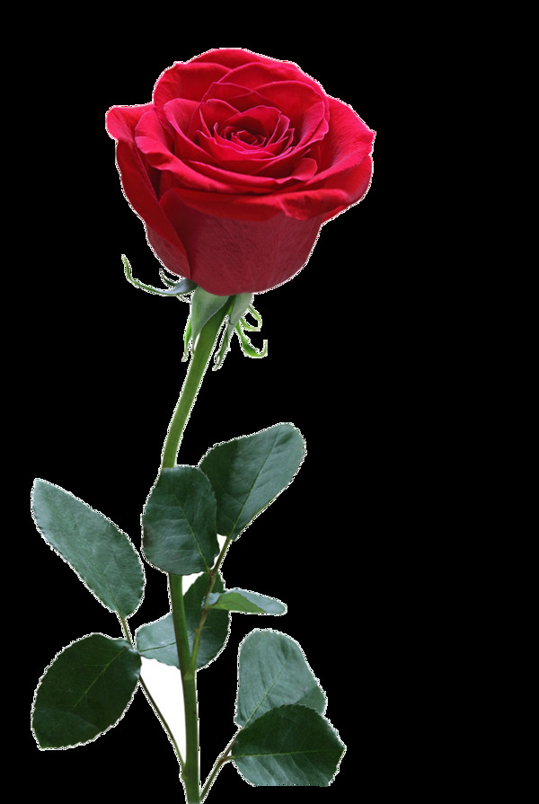 红玫瑰实物花束元素