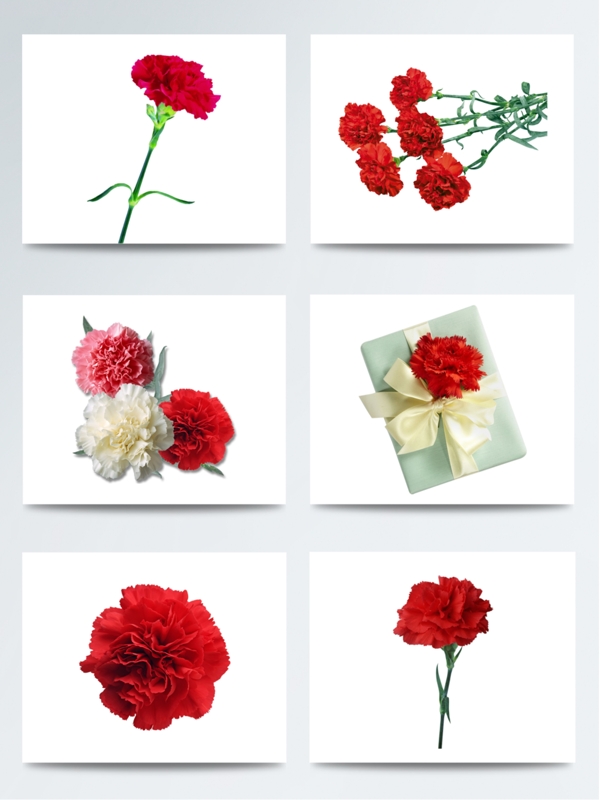 红色康乃馨花朵素材图片