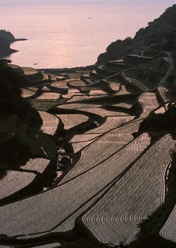 夕阳下的梯田