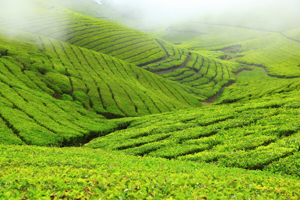 绿色的茶山风景