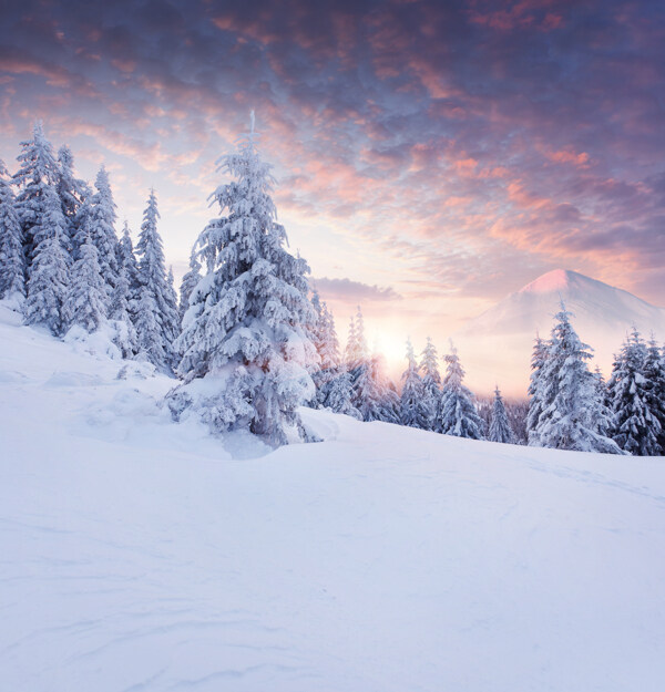 美丽雪地与树林雪景图片