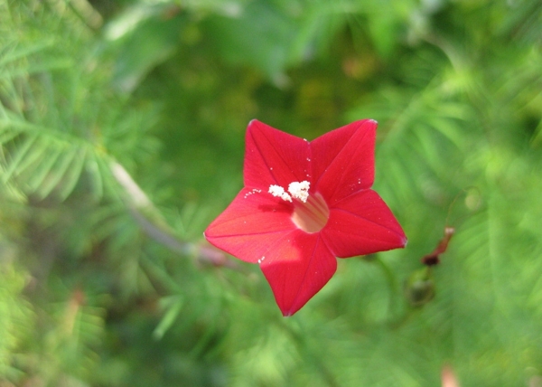 五角星花图片