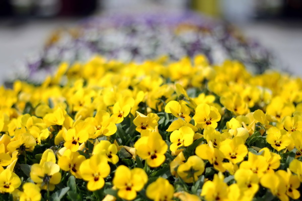 高清黄色花朵图片