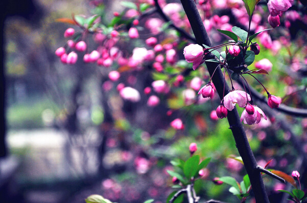 桃花灼灼图片