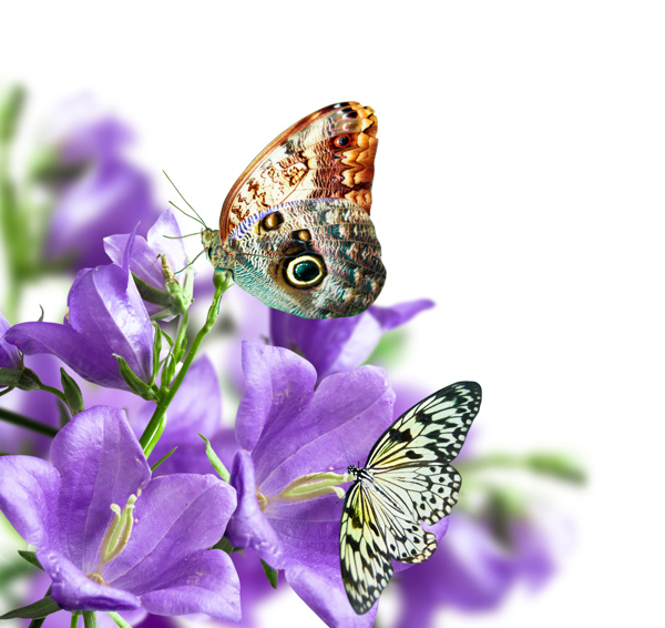 鲜花与蝴蝶图片