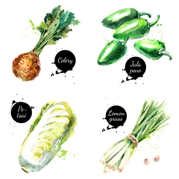四款手绘蔬菜插画
