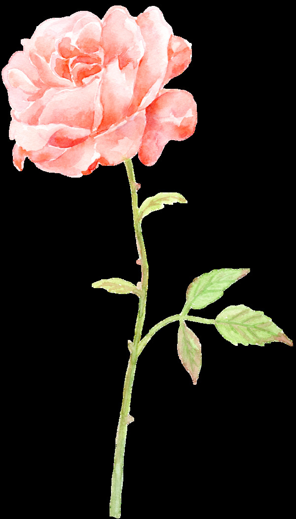 手绘一支橘红色玫瑰花png透明素材