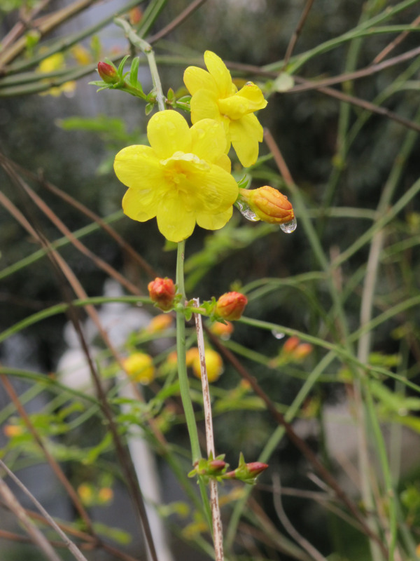 迎春花图片