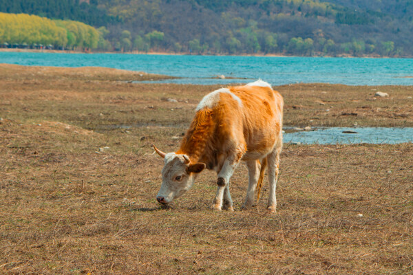 河岸边吃草的小黄牛
