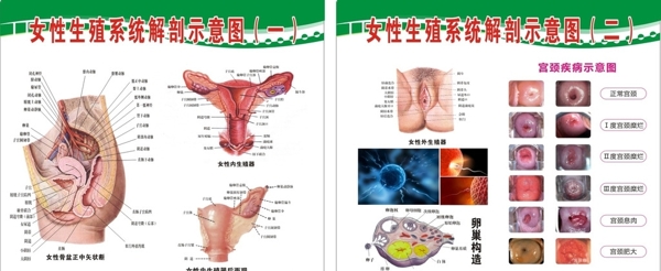 女性生殖系统解剖示意图片