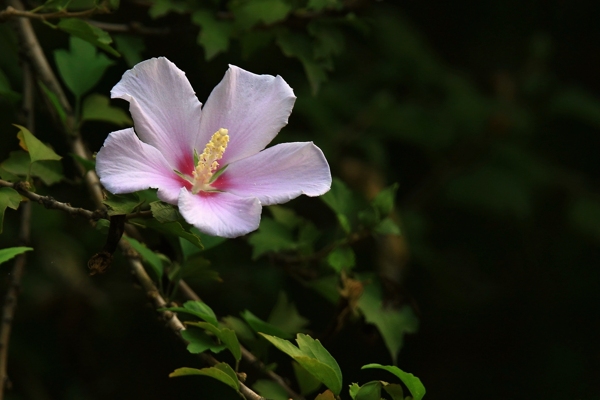 木槿花