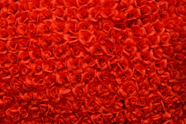 红色郁金香花墙图片