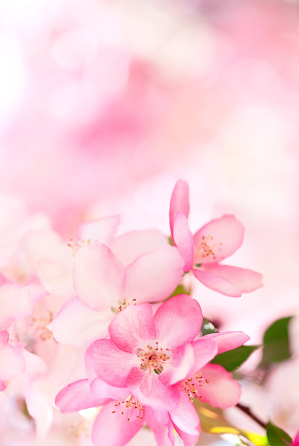 粉红色鲜花背景底纹图片