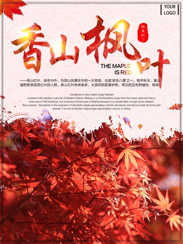 香山枫叶红枫旅游简约小清新海报