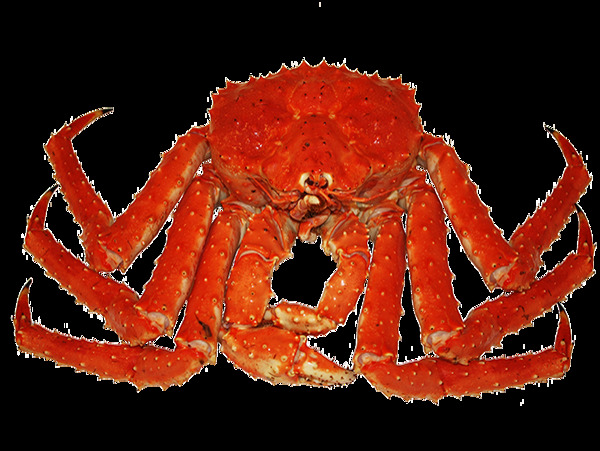 红褐色八脚螃蟹图片免抠png透明图层素材