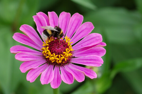 蜜蜂采花图图片