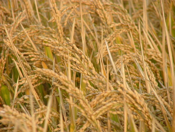 成熟水稻照片图片