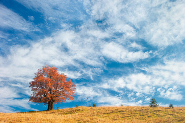 蓝天白云与秋季风景