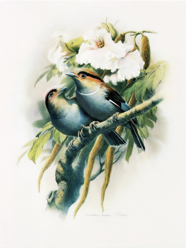 伴侣银胸丝冠鸟图片