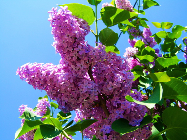 春天紫丁香花图片
