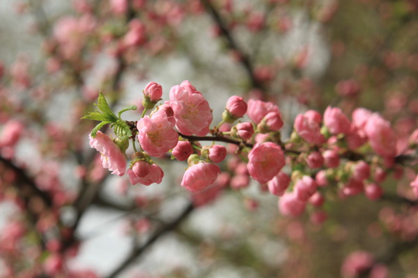 桃李芳菲图片