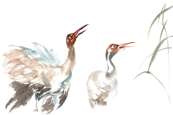 两只鸣叫的水鸟水彩画PNG免抠素材